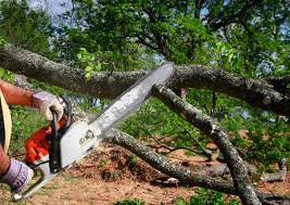 Reliable Smyrna, DE Tree Removal and Landscaping Services Solutions